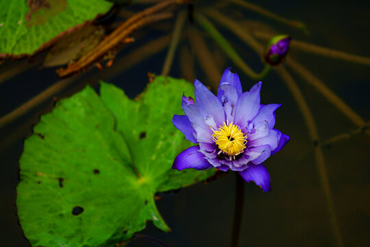 蓝莲花朵特写