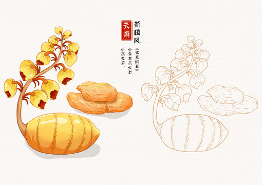 天麻草药插画手绘