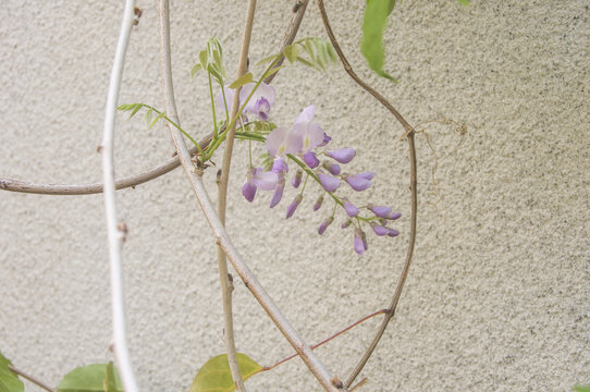 紫藤花朵