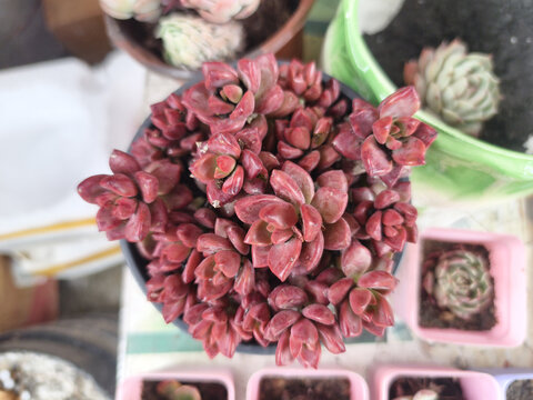 红色的多肉