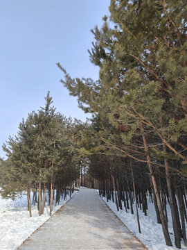 林间小路