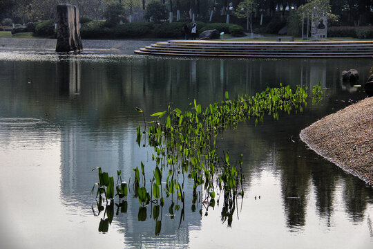 昆山城市公园湖水水生植物