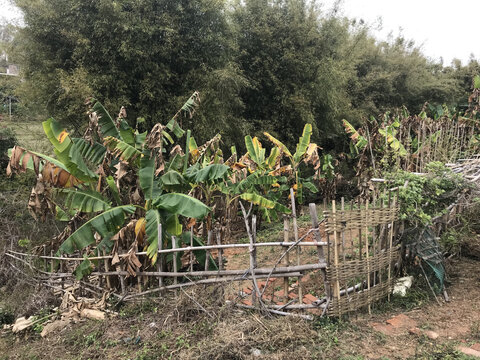我家的菜园基围纪念