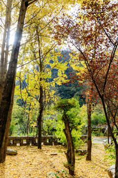 秋日山林