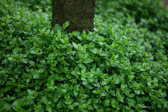 鹅肠草