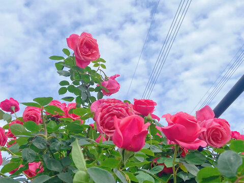 风中摇曳的花