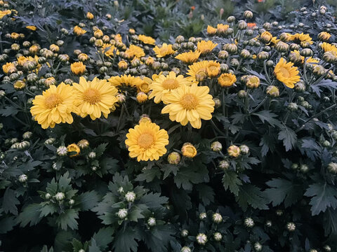 故事里的小黄花