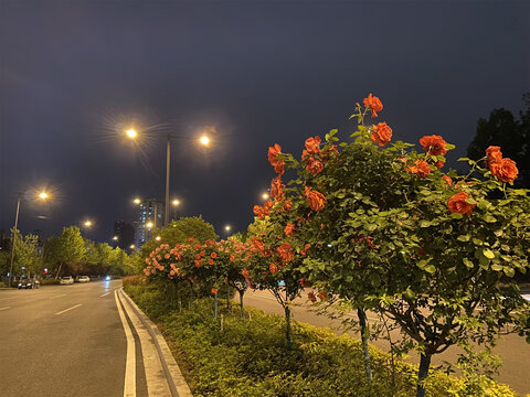 路中间的月季花