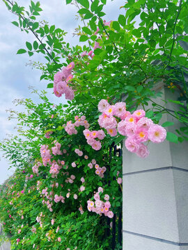 柔与韧之蔷薇花