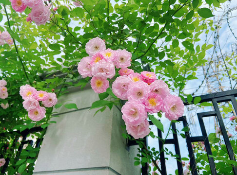 一簇蔷薇花