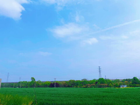 绿油油的田野