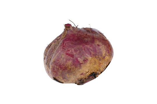 甜菜根