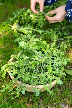 荠菜