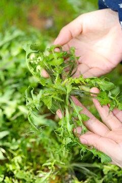 荠菜