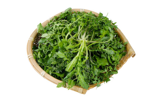 荠菜