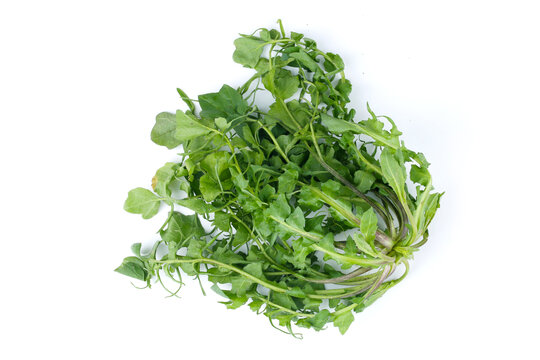 荠菜