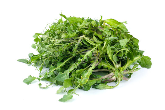 荠菜