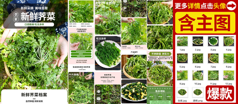 荠菜详情