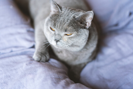 英国短毛蓝猫睁着大眼睛趴在地板上看着镜头
