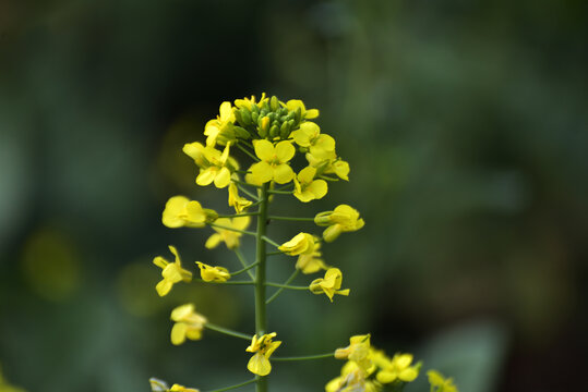 油菜花