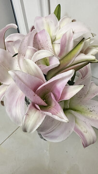 百合花