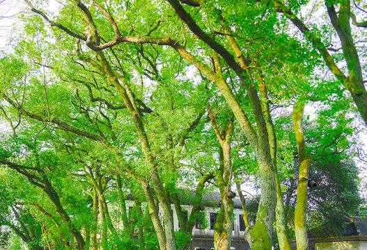 绿树林