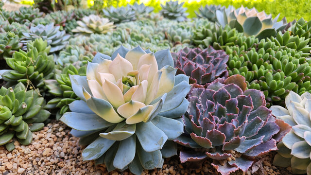 多肉植物