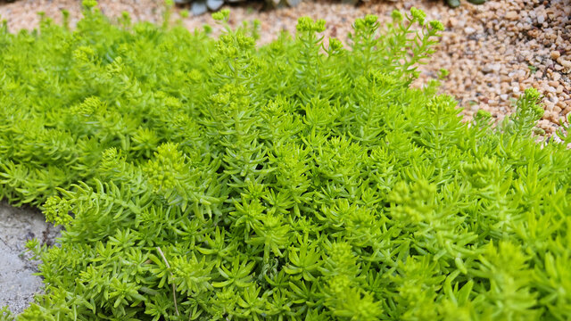 黄金万年草
