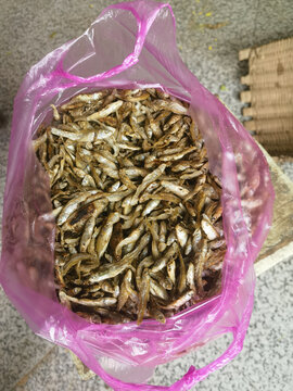 小鱼仔