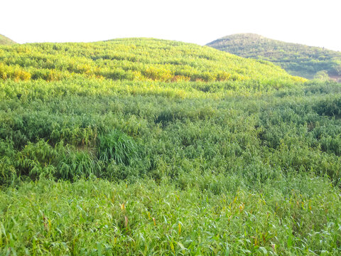 满山薏米植物