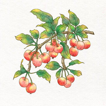 手绘水彩风海棠果插画