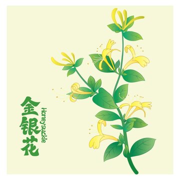 金银花原创手绘插画