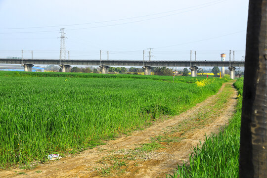 绿色麦苗