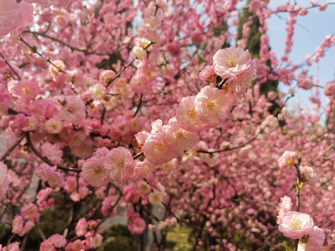 榆叶梅