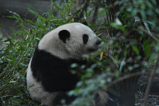 大熊猫panda