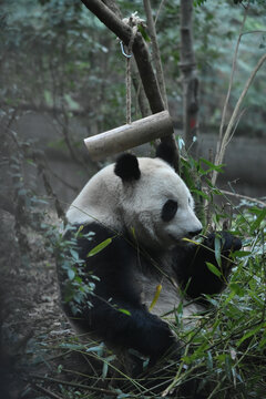 大熊猫panda