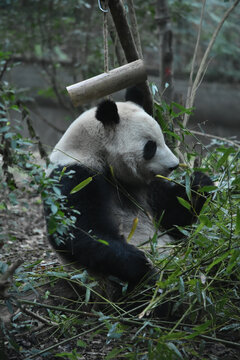 大熊猫panda