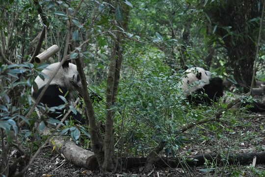 大熊猫panda
