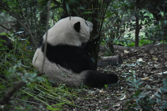 大熊猫panda