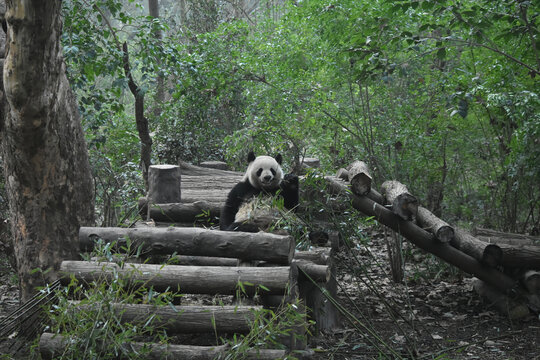 大熊猫panda
