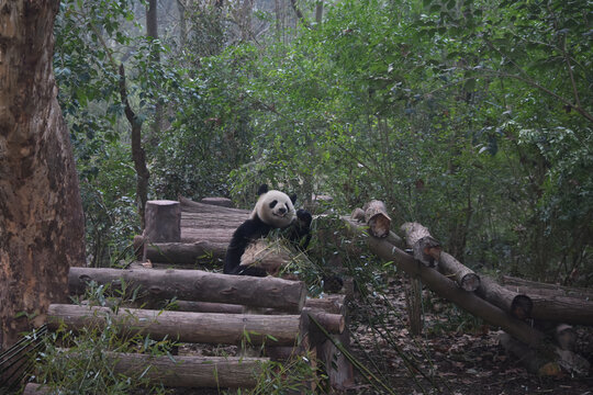 大熊猫panda