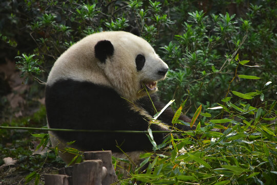 大熊猫panda