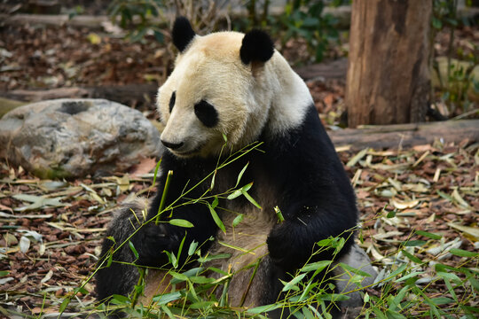大熊猫panda