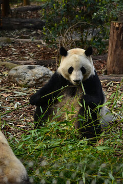 大熊猫panda