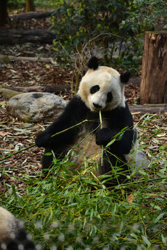 大熊猫panda