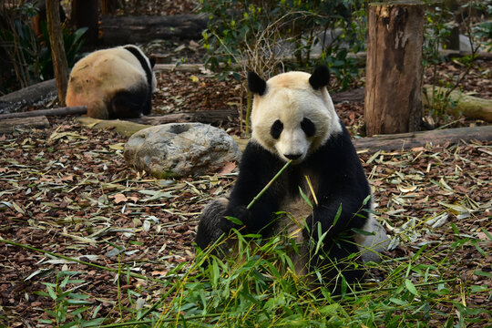 大熊猫panda花花