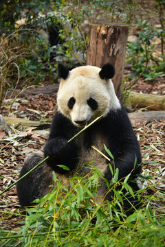 大熊猫panda