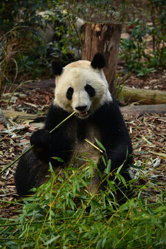大熊猫panda