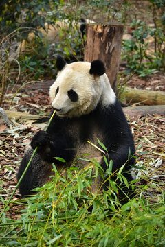 大熊猫panda