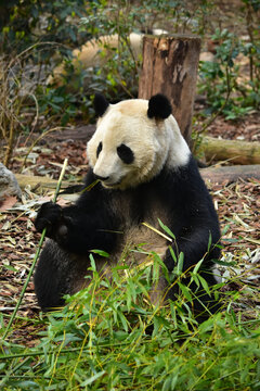 大熊猫panda